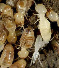 MD termite control