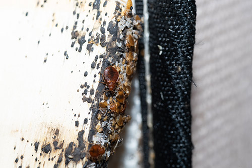 Maryland Bed Bug Management